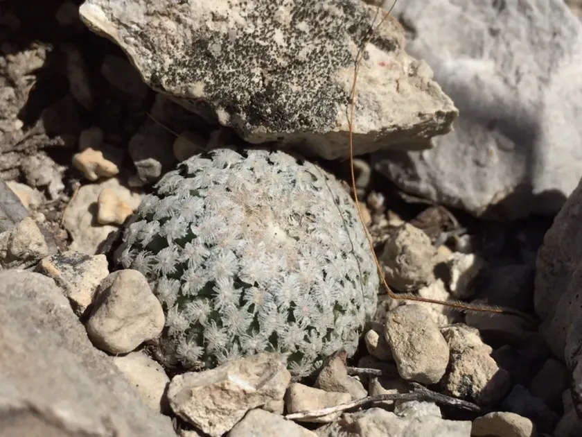 Turbinicarpus valdezianus