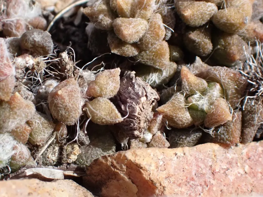 Anacampseros arachnoides