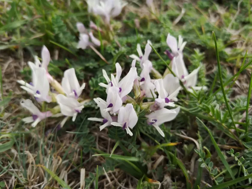 Kazbegi milkvetch