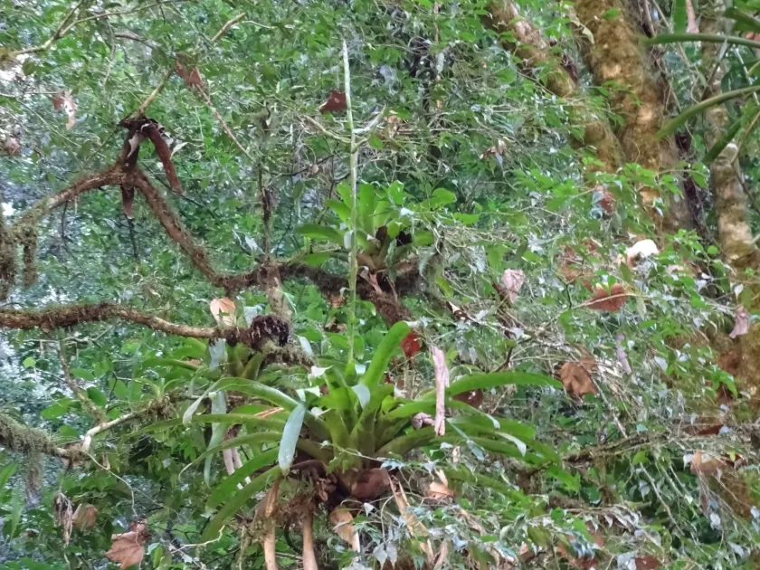 Pseudalcantarea macropetala