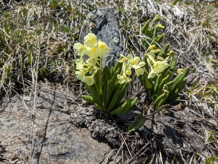 Primula ruprechtii