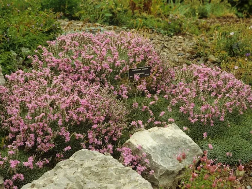 Acantholimon bracteatum