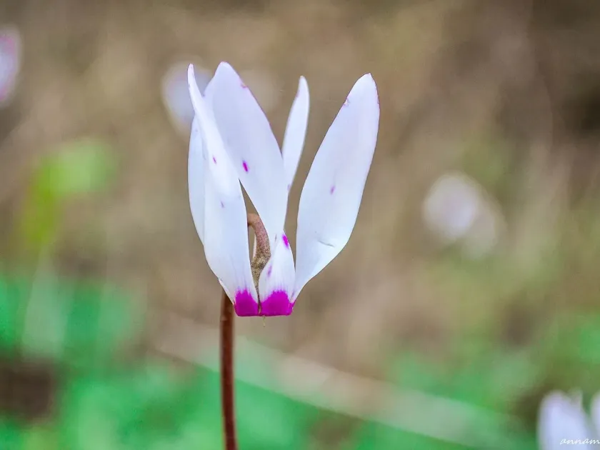 Colchis cyclamen