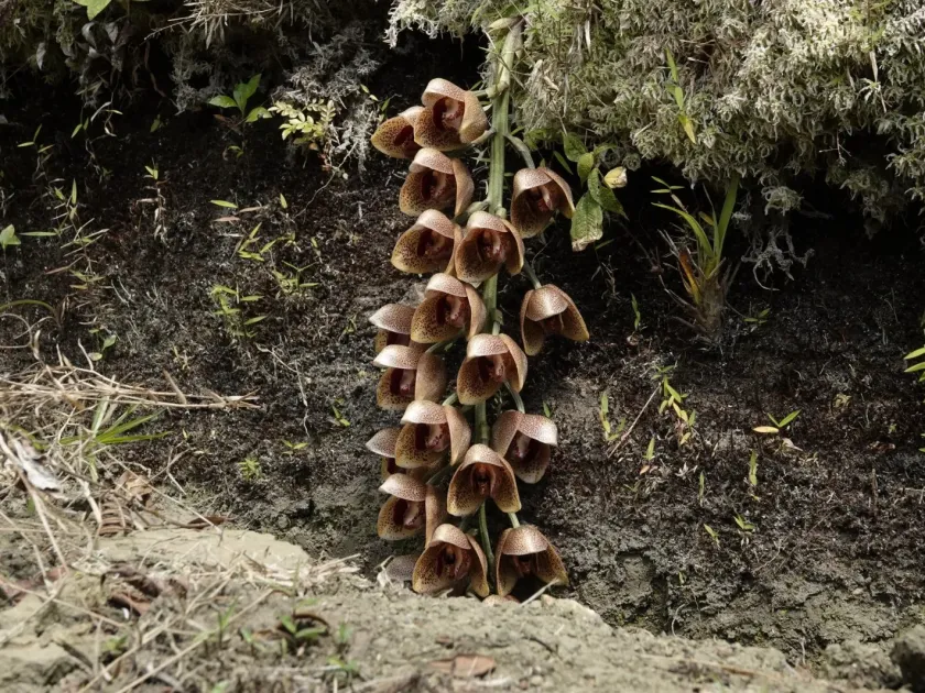 Acineta superba