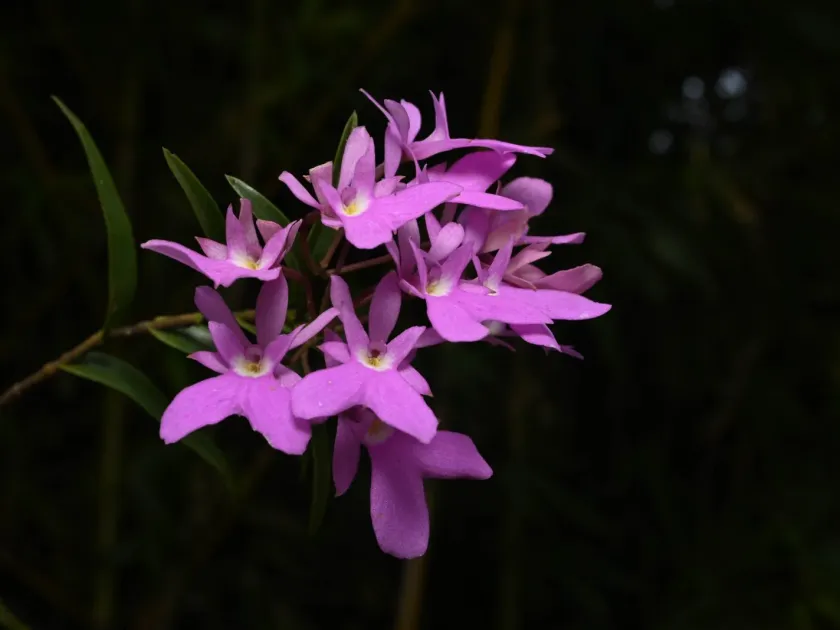 Epidendrum centropetalum