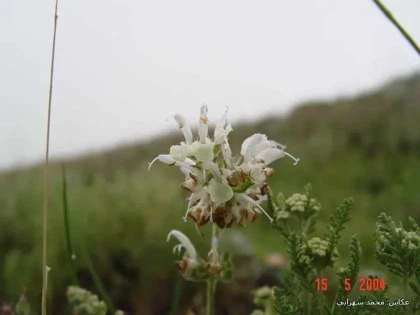 Mullein-leaved sage