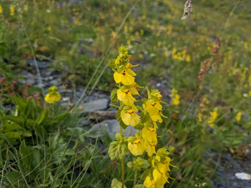 Rhynchocorys stricta
