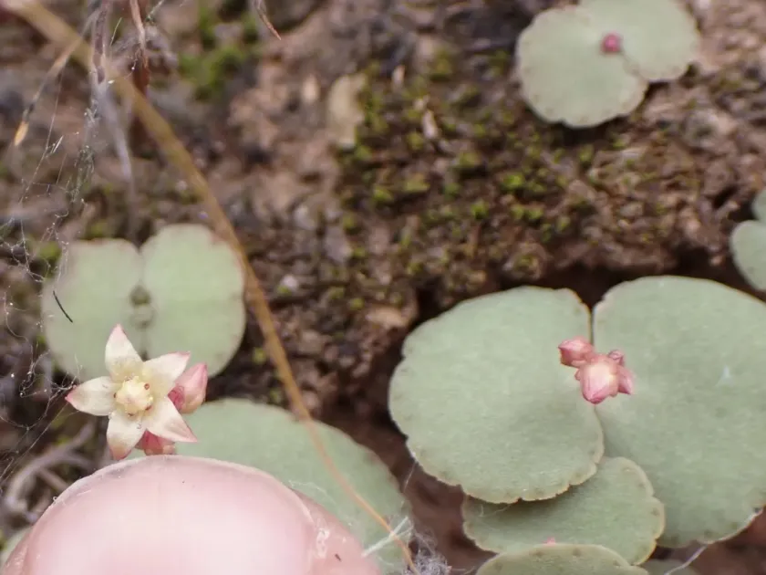 Crassula umbella
