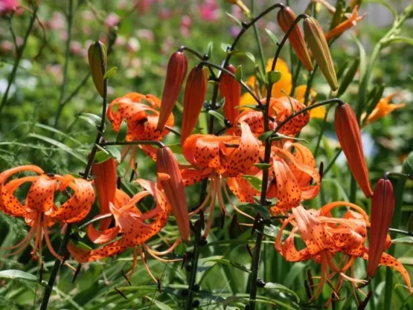 Hanson's lily