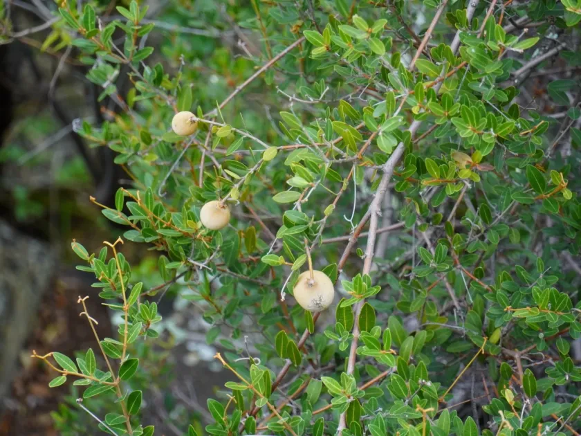 Ancylobothrys capensis