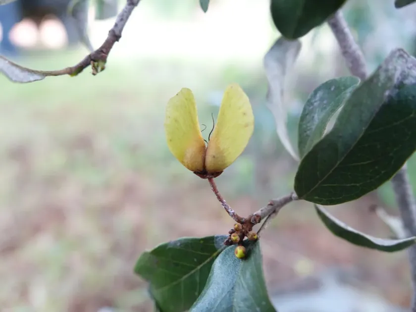 Acridocarpus excelsus