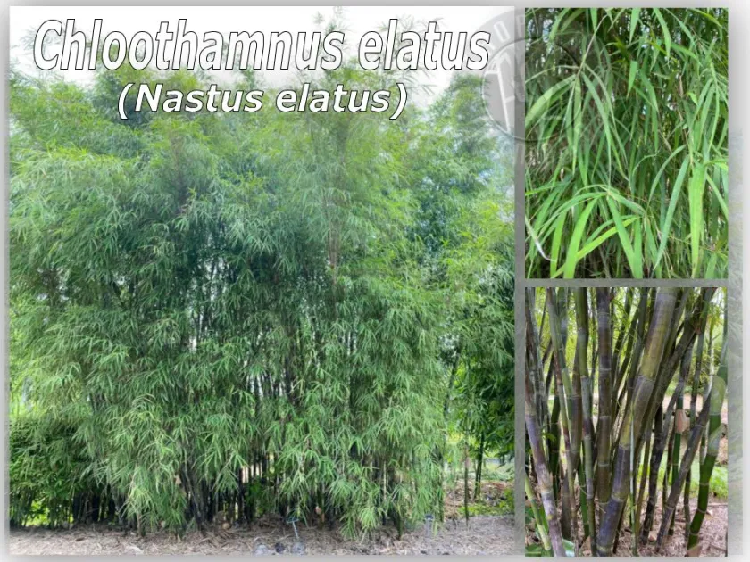 Chloothamnus elatus