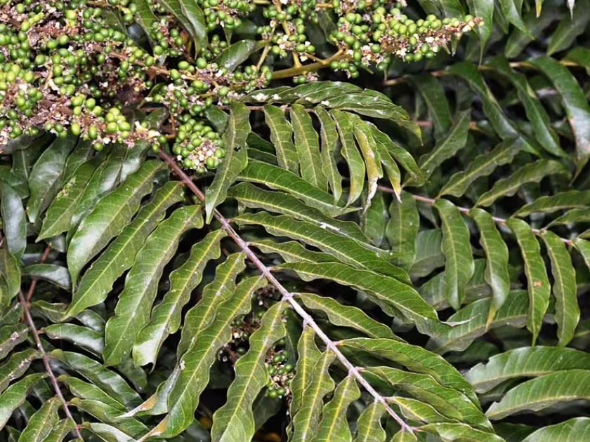 Deinbollia pinnata