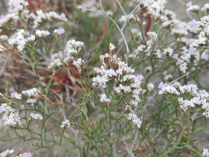 Limonium bellidifolium