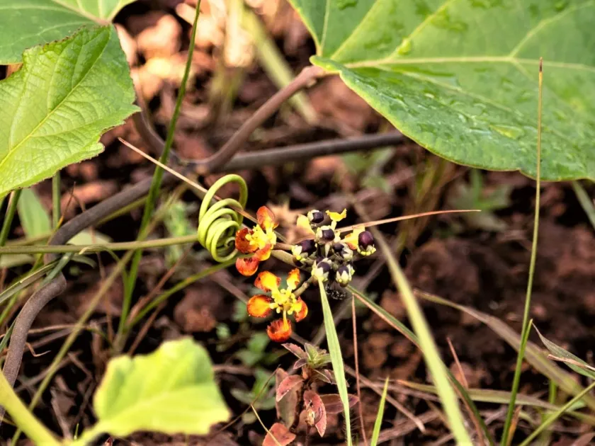 Stigmaphyllon sinuatum