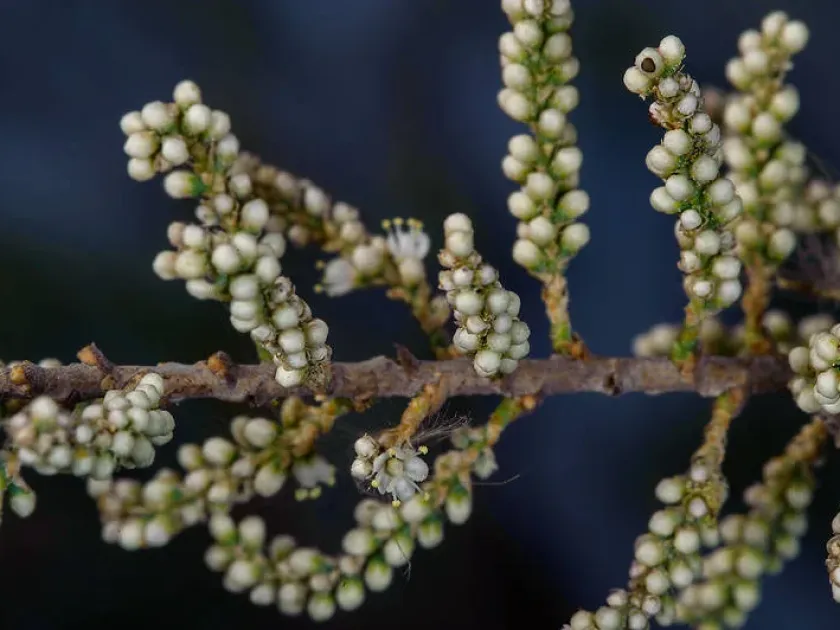 Senegal tamarisk