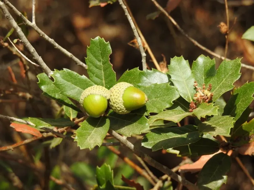 Lusitanian oak
