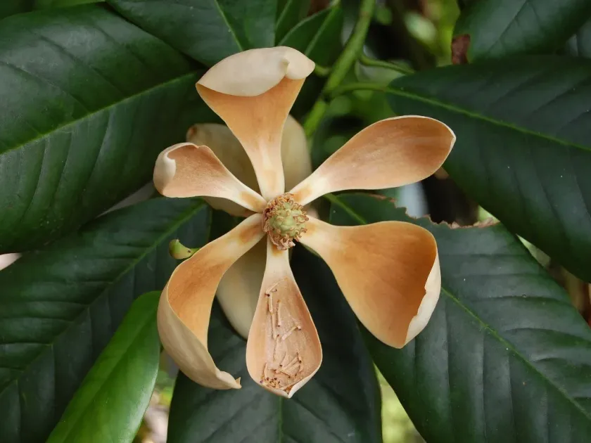 Guatemalan magnolia