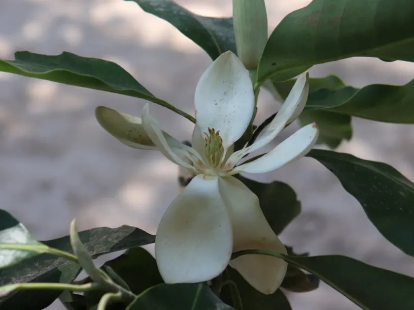 Magnolia pacifica