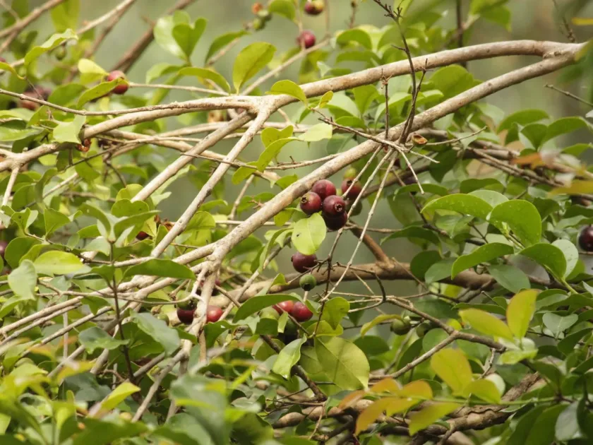 Psidium myrtoides