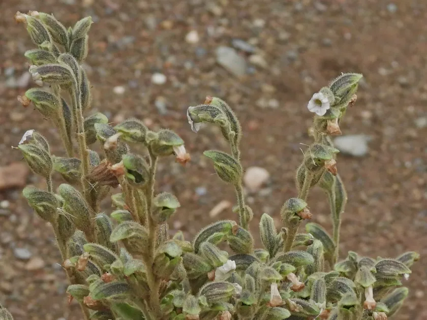 Nicotiana undulata