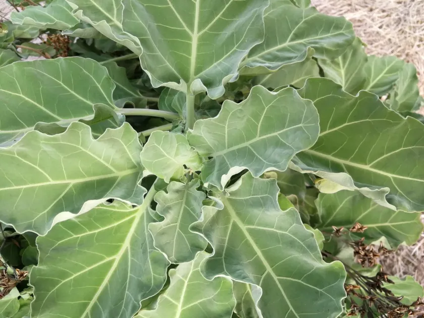 Nicotiana cordifolia