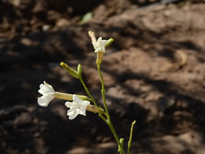 Night-flowering tobacco