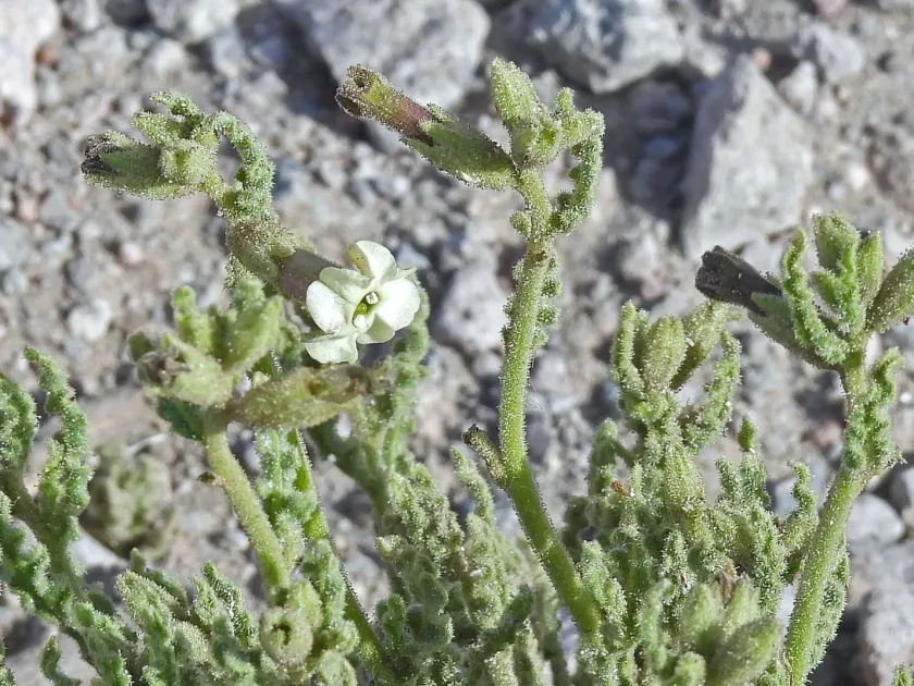 Nicotiana petunioides