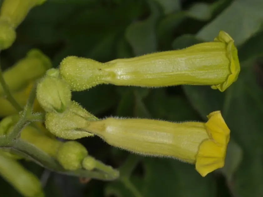 Nicotiana solanifolia