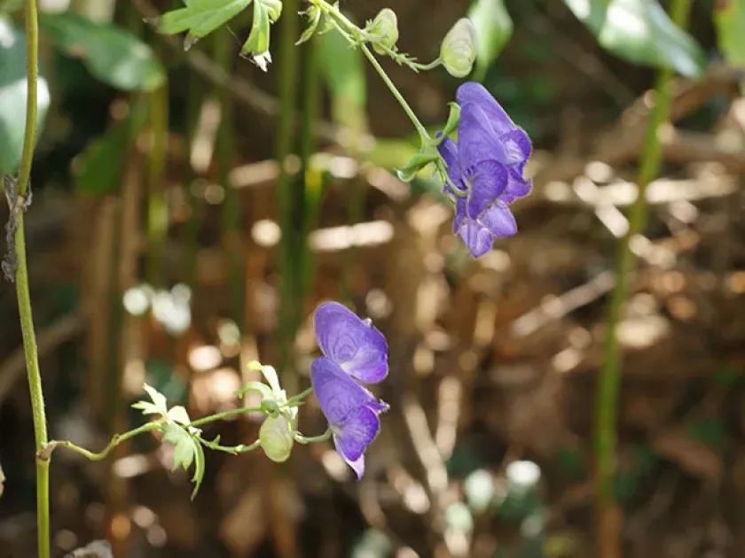 Aconitum ciliare