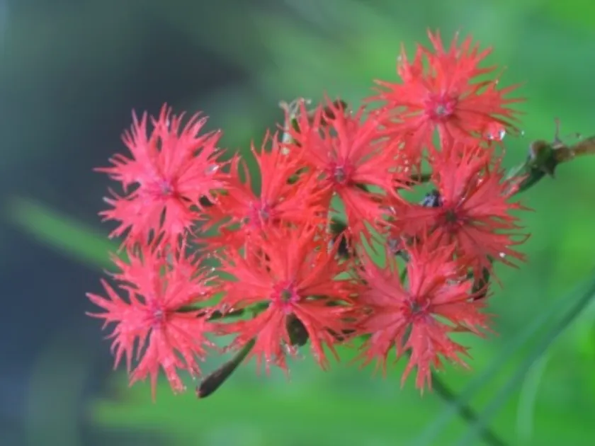 Lychnis kiusiana