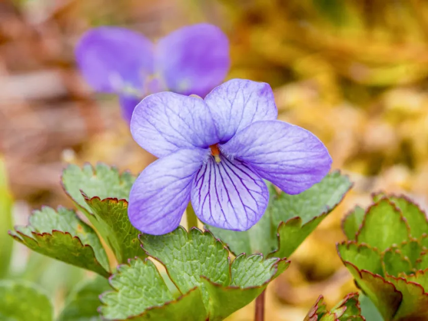 Langsdorff's violet