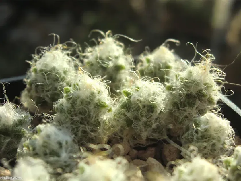 Anacampseros quinarioides
