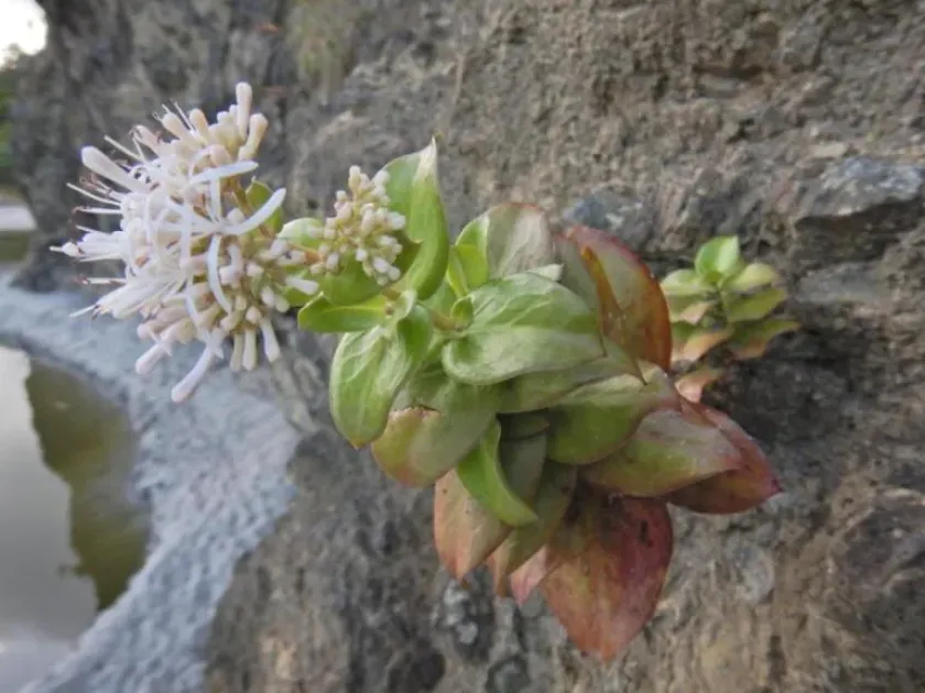 Leptopetalum mexicanum