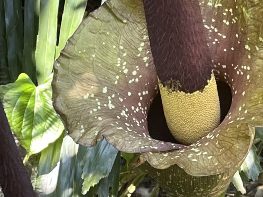 Amorphophallus hirtus
