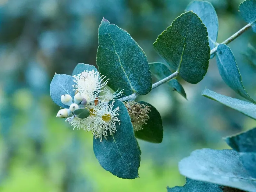 Eucalyptus crenulata