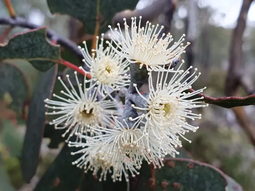 Morrisby's Gum