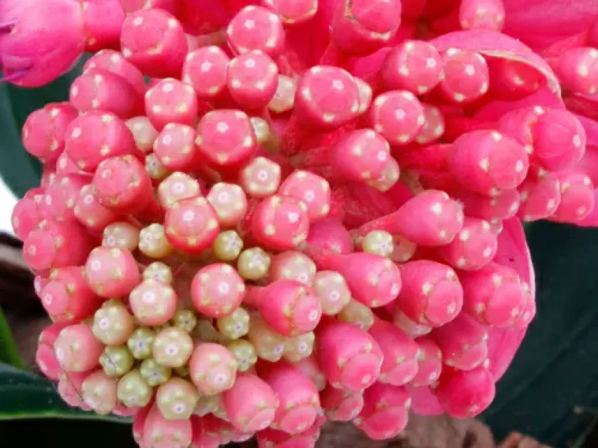 Medinilla maculata