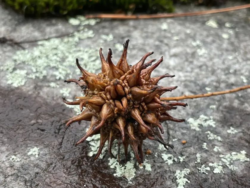 American sweetgum