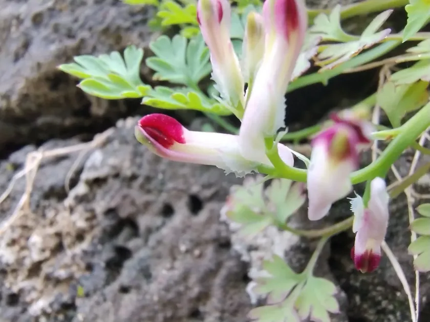 Gaillard's fumitory