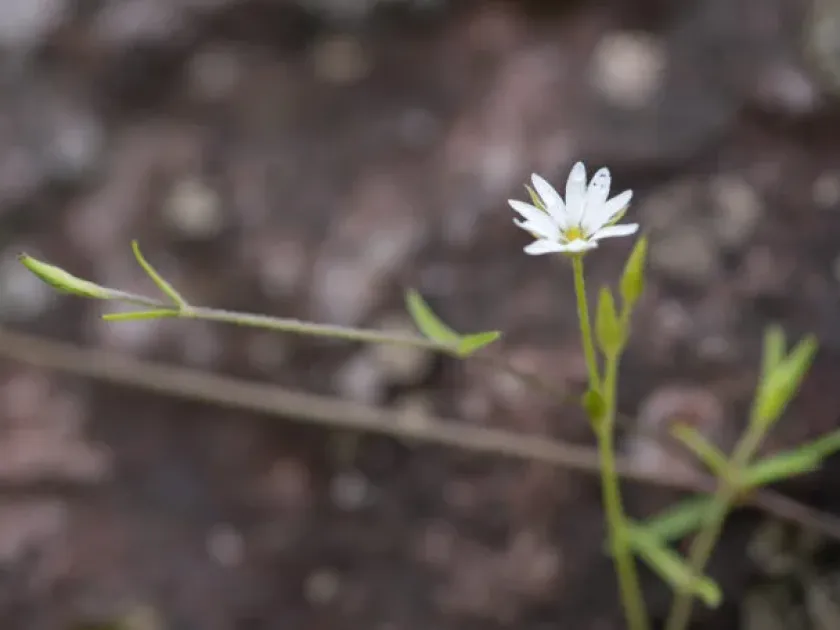 Stellaria sikkimensis