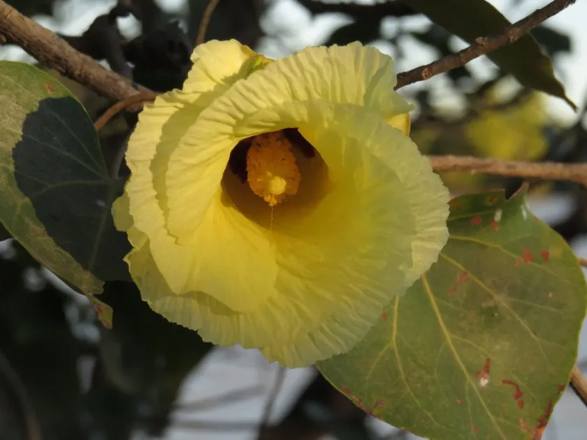 Portia tree