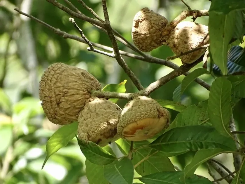 Lithocarpus