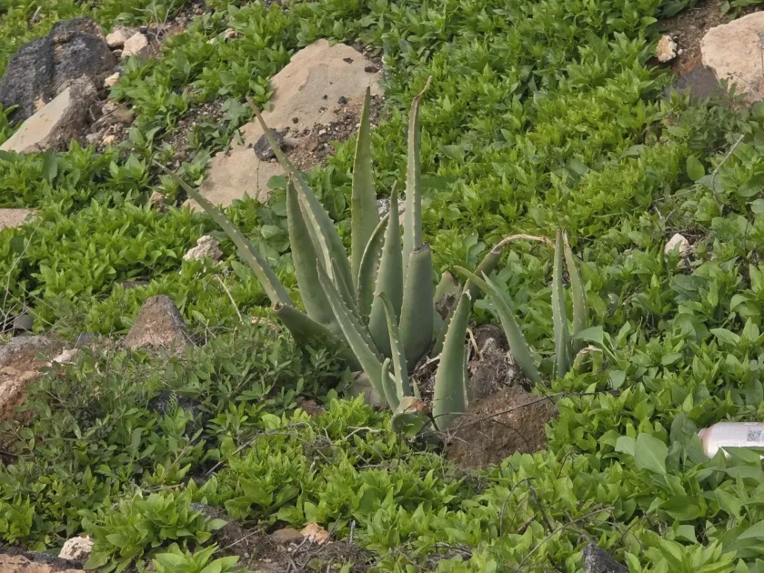 Aloe vera