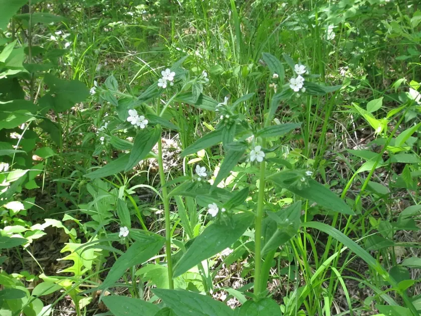 Lithospermum erythrorhizon