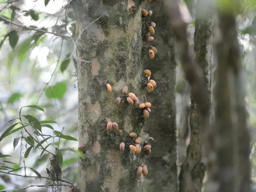 Pradosia lactescens