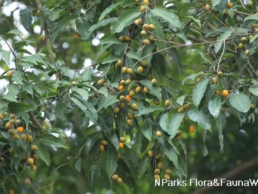 Bhesa robusta