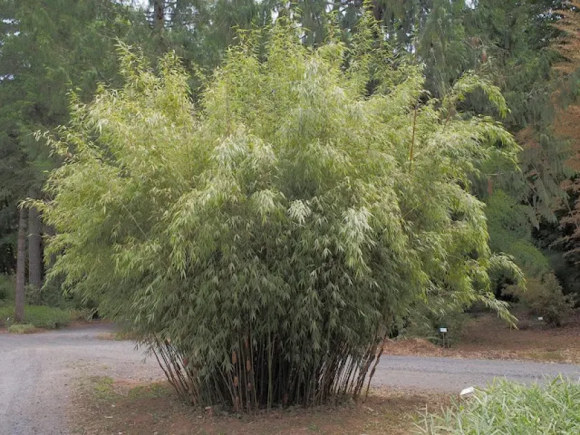 Fargesia scabrida