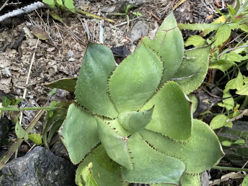 Agave mitis