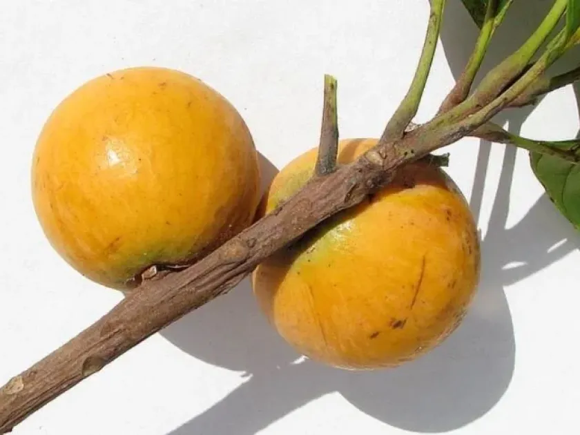 Pouteria nordestinensis